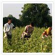 Agriculture Miracle of Gujarat